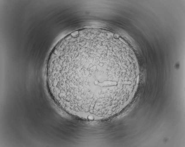 X0000116561130201001211217