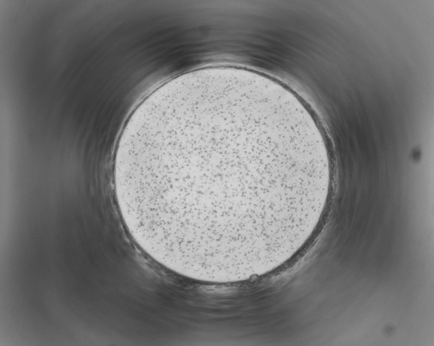 X0000116561145201001211217