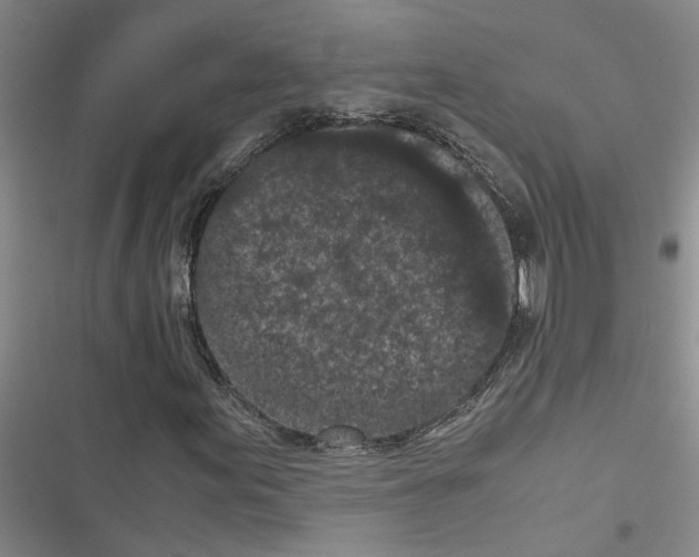 X0000116561155201001211217