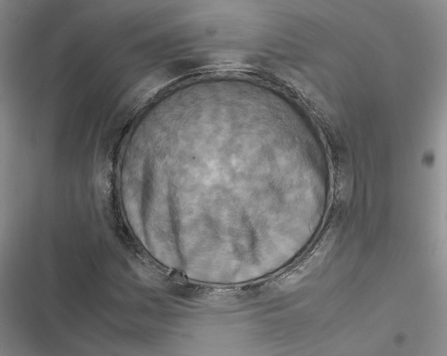 X0000116561161201001211217