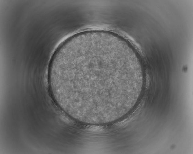 X0000116561174201001211216