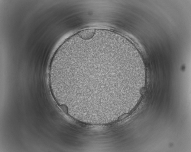 X0000116561188201001211216