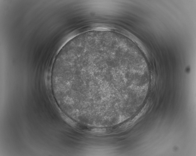 X0000116561194201001211216