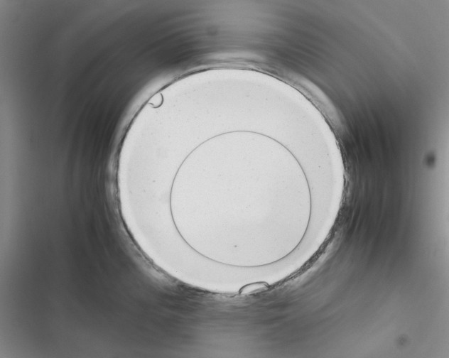 X0000116561196201001211216