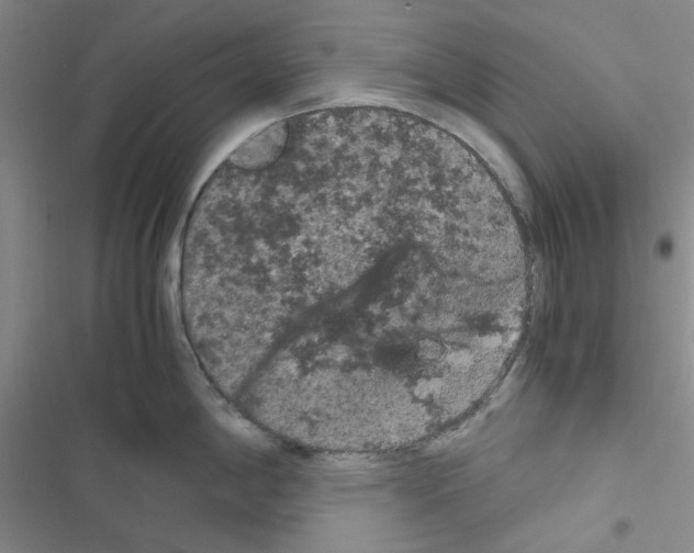 X0000116561198201001211216