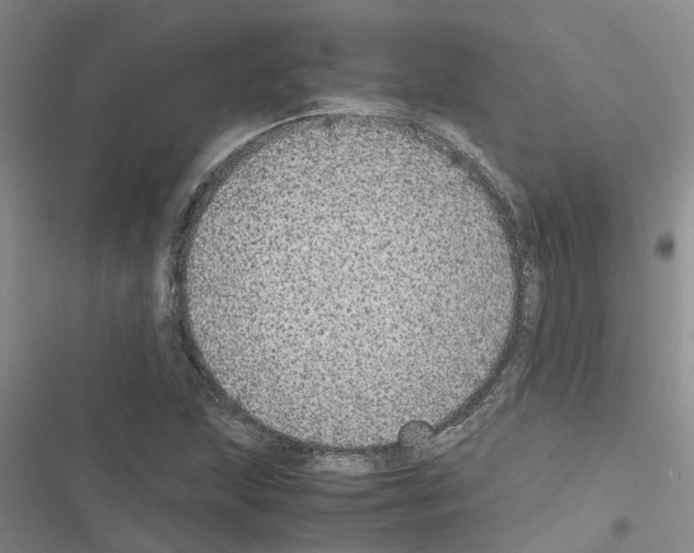 X0000116561215201001211216