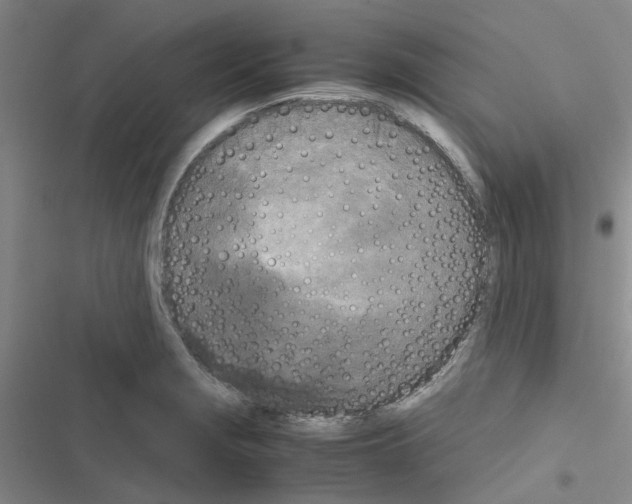 X0000116561229201001211216