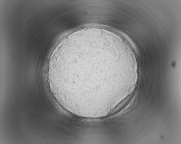 X0000116561244201001211216