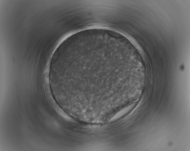 X0000116561246201001211216