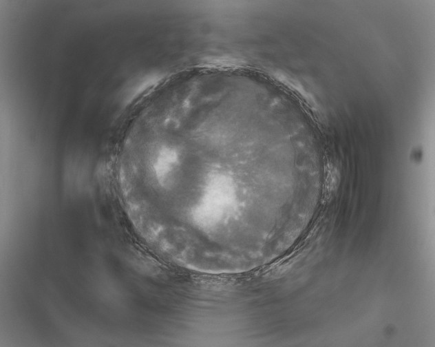 X0000116561254201001211215