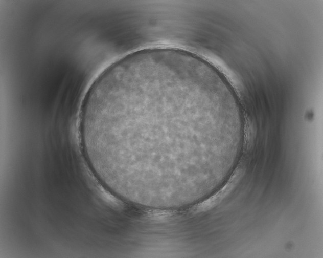 X0000116561278201001211215
