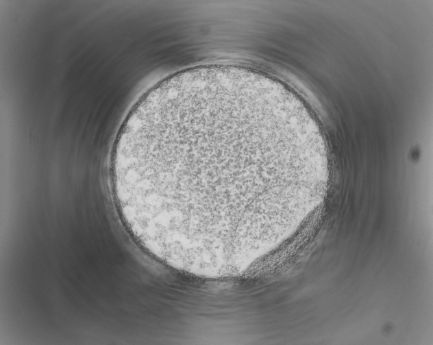 X0000116561283201001211215