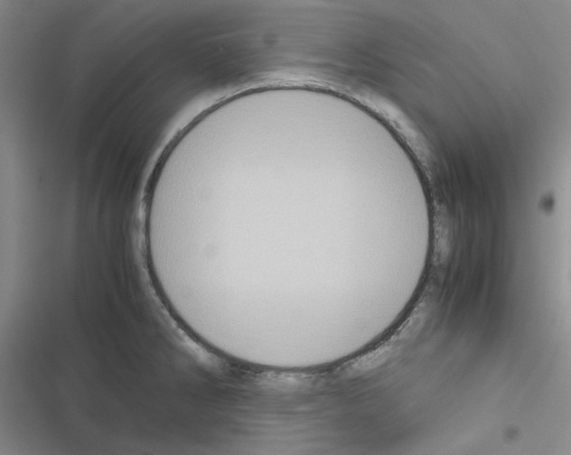 X0000116561286201001211215