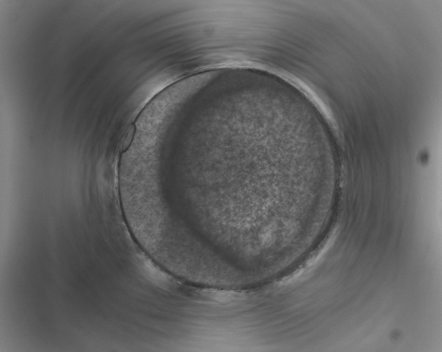 X0000116561289201001211215