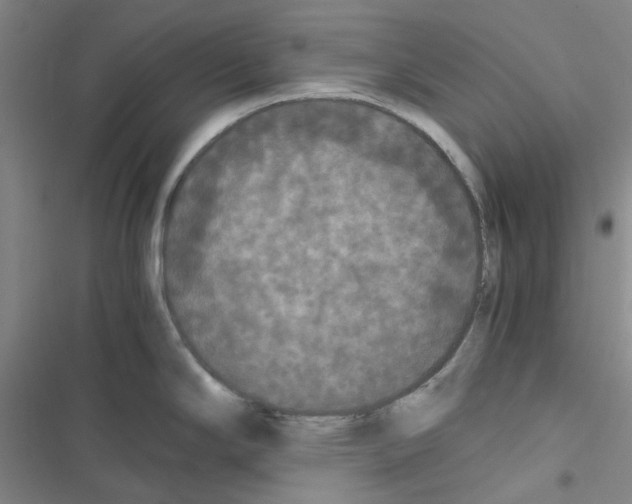 X0000116561294201001211215
