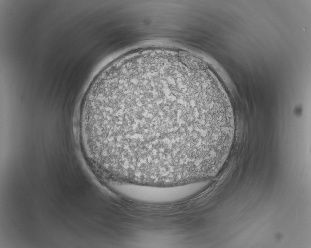 X0000116561295201001211215