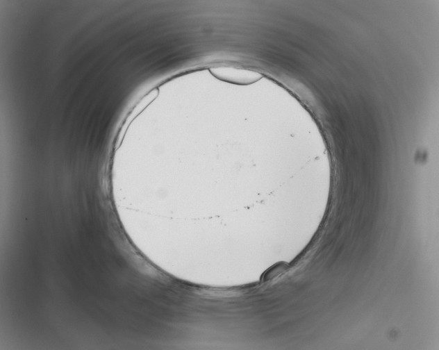 X0000116561296201001211215