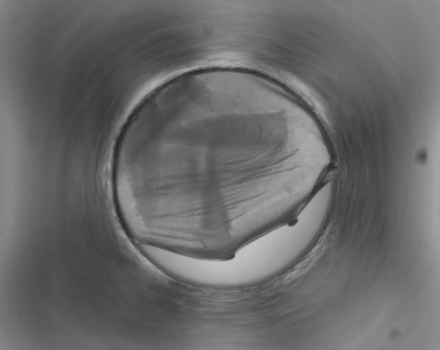 X0000116561334201001211215