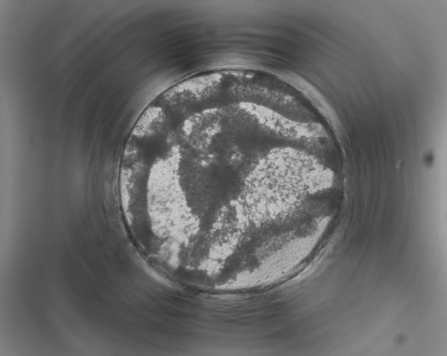 X0000116561337201001211215