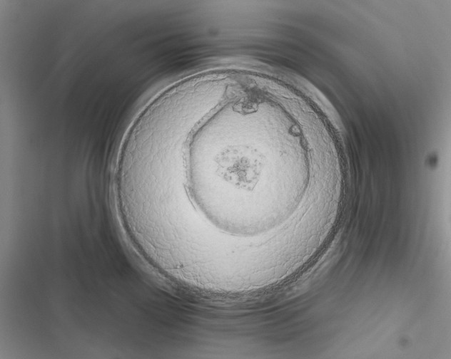 X0000116561338201001211215