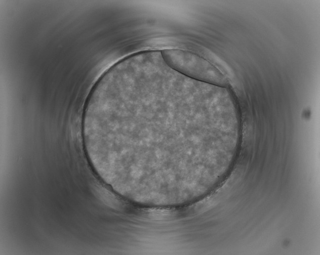 X0000116561465201001211212