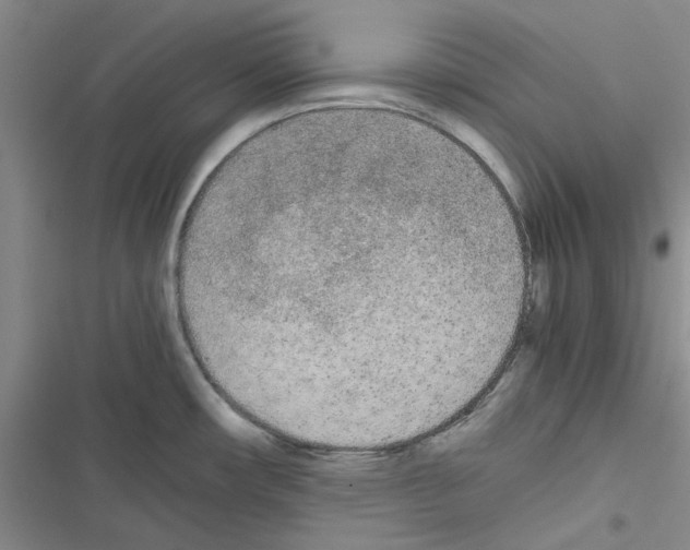 X0000116561482201001211212