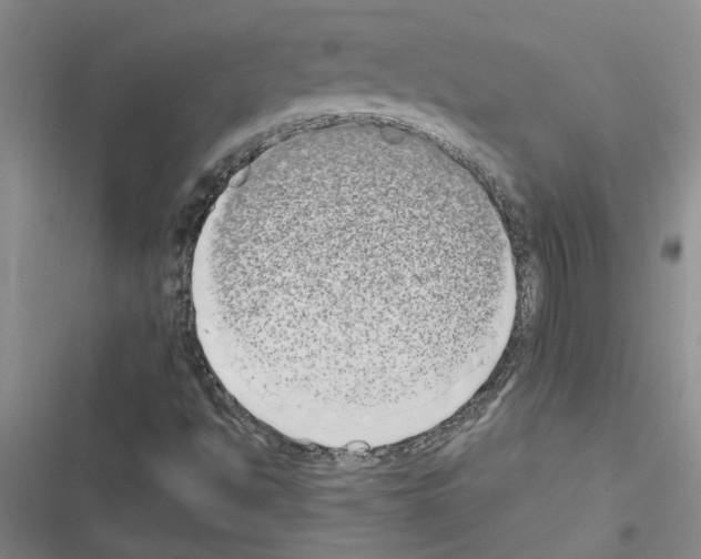 X0000116561494201001211211