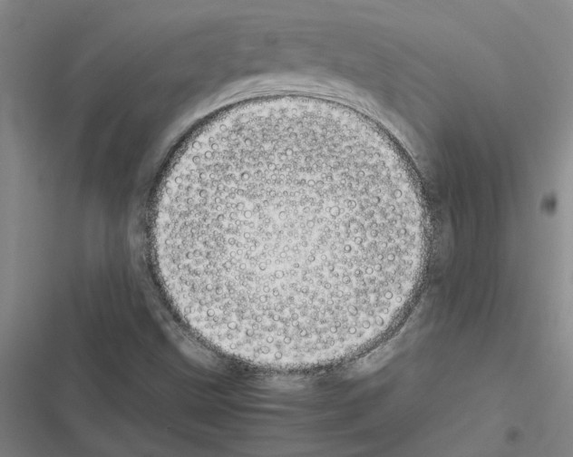 X0000116561499201001211212