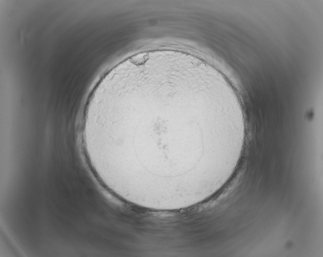 X0000116561525201001211212