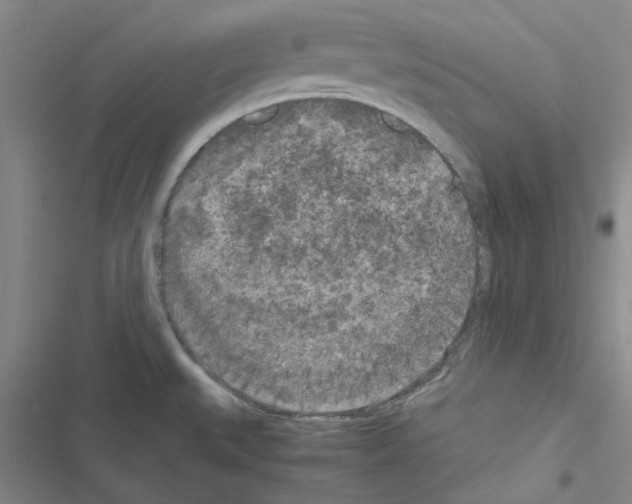 X0000116561527201001211212