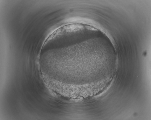 X0000116561529201001211212