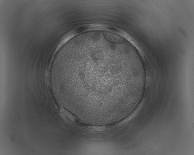 X0000116571145200912241629