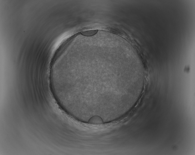 X0000116570006200912312003