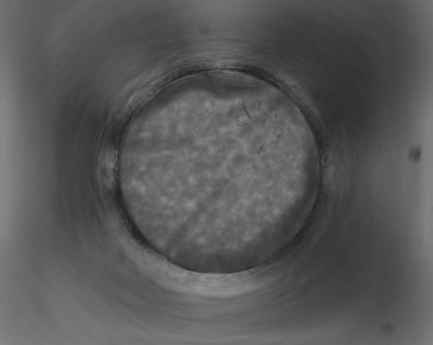 X0000116570026200912312003