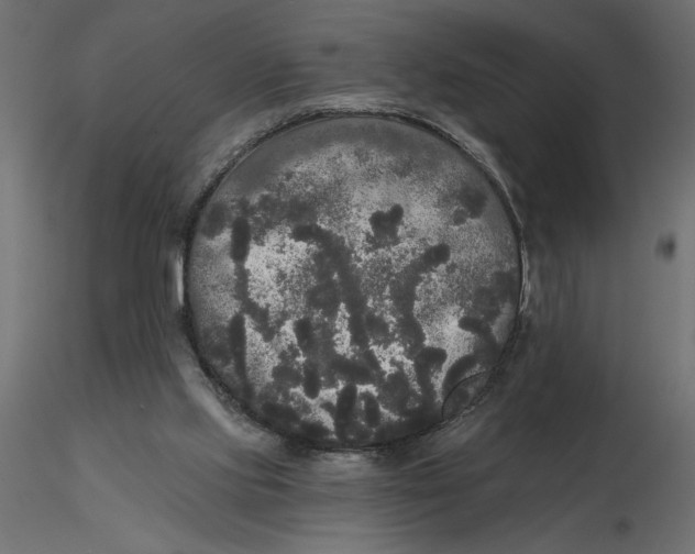 X0000116570061200912312002