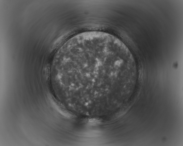 X0000116570165200912312001