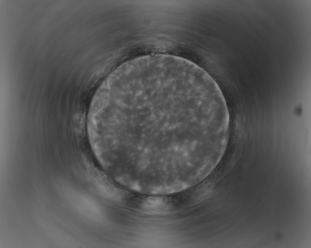 X0000116570177200912312001