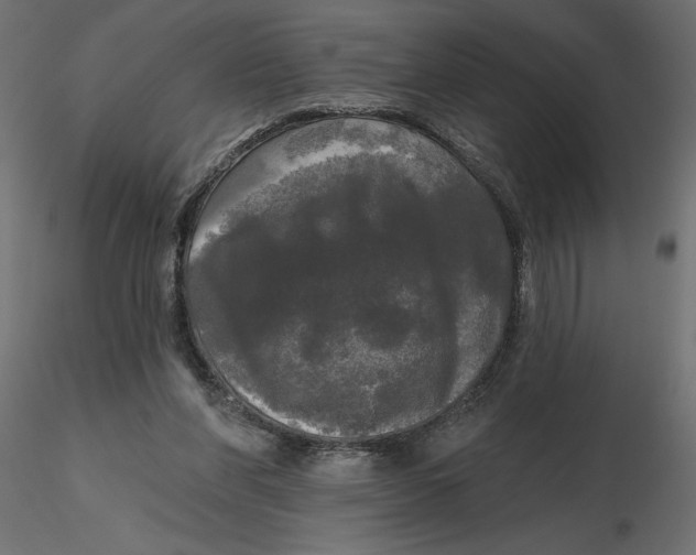 X0000116570206200912312000