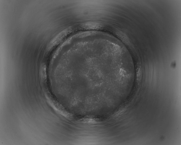 X0000116570254200912311959