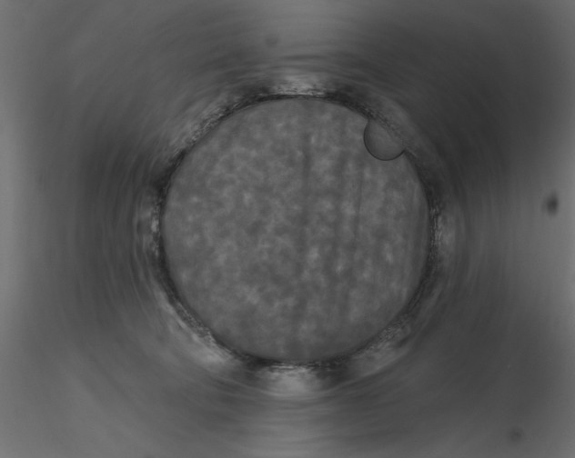 X0000116570322200912311959