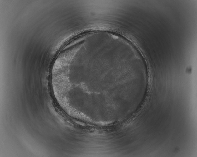 X0000116570434200912311956