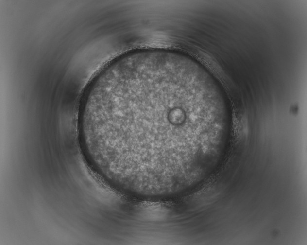 X0000116570534200912311955