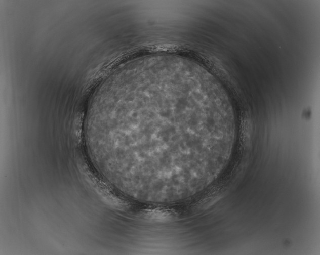 X0000116570545200912311955