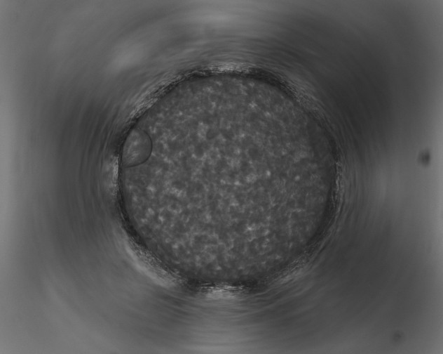 X0000116570550200912311955