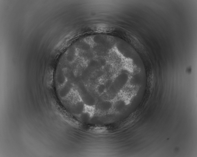 X0000116570554200912311956