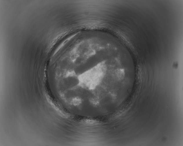 X0000116570590200912311955