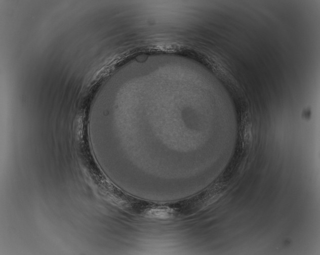 X0000116570595200912311955