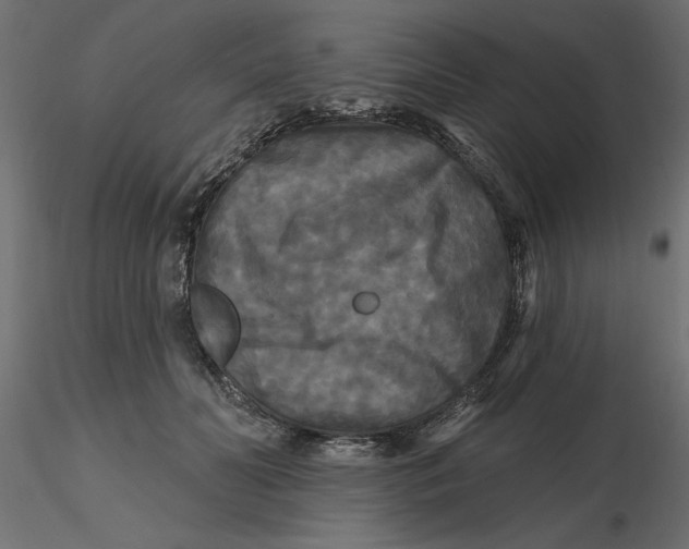 X0000116570606200912311955