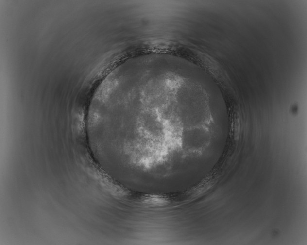 X0000116570610200912311955