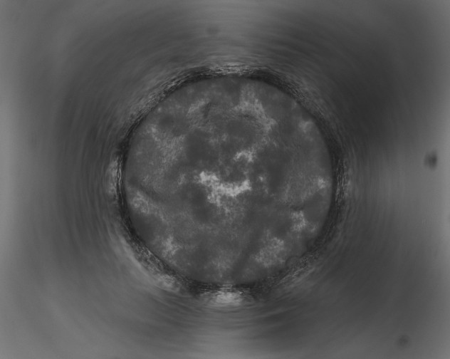 X0000116570647200912311954